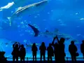 Persone ammirano squali balena e pesci in un acquario, un'esperienza tipica degli acquari in Italia.