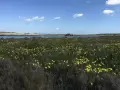 Un campo fiorito di giallo si estende verso un lago calmo, con un antico edificio in pietra sullo sfondo. Un invito a viaggiare in libertà.