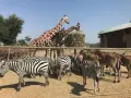Zebre e giraffe mangiano insieme in un recinto del zoo in Emilia Romagna.