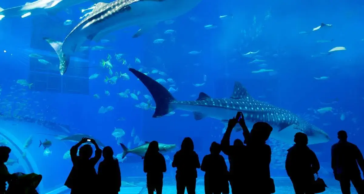 Persone ammirano squali balena e pesci in un acquario, un'esperienza tipica degli acquari in Italia.