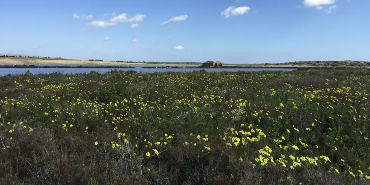 Un campo fiorito di giallo si estende verso un lago calmo, con un antico edificio in pietra sullo sfondo. Un invito a viaggiare in libertà.