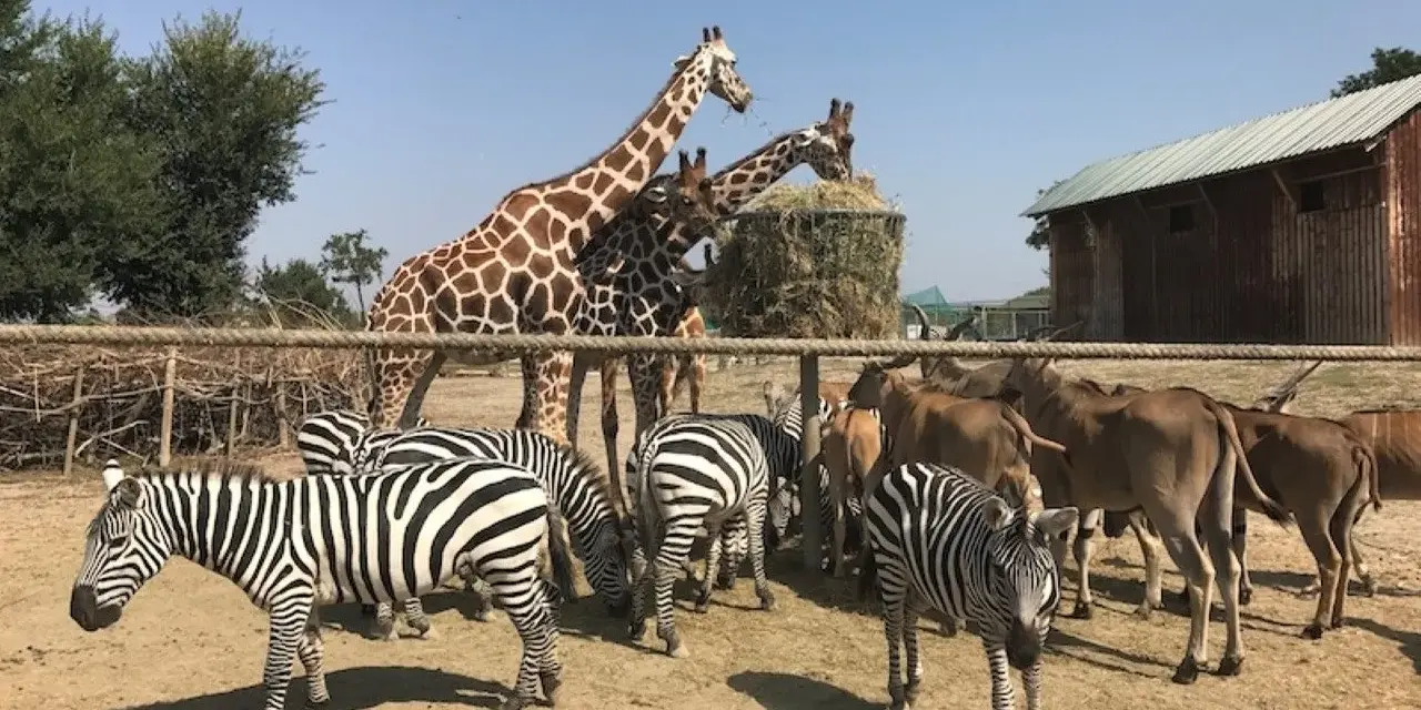 Zebre e giraffe mangiano insieme in un recinto del zoo in Emilia Romagna.