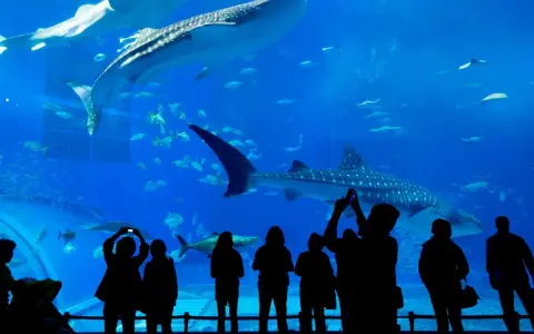 Persone ammirano squali balena e pesci in un acquario, un'esperienza tipica degli acquari in Italia.