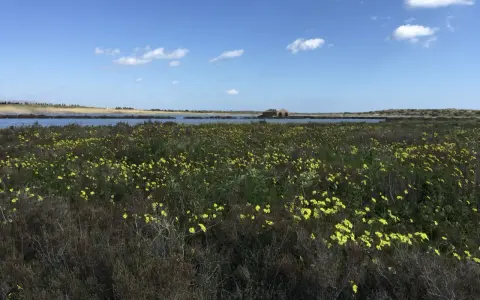 Un campo fiorito di giallo si estende verso un lago calmo, con un antico edificio in pietra sullo sfondo. Un invito a viaggiare in libertà.