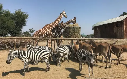 Zebre e giraffe mangiano insieme in un recinto del zoo in Emilia Romagna.