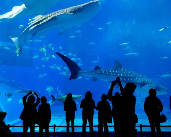 Persone ammirano squali balena e pesci in un acquario, un'esperienza tipica degli acquari in Italia.