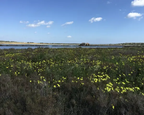 Un campo fiorito di giallo si estende verso un lago calmo, con un antico edificio in pietra sullo sfondo. Un invito a viaggiare in libertà.