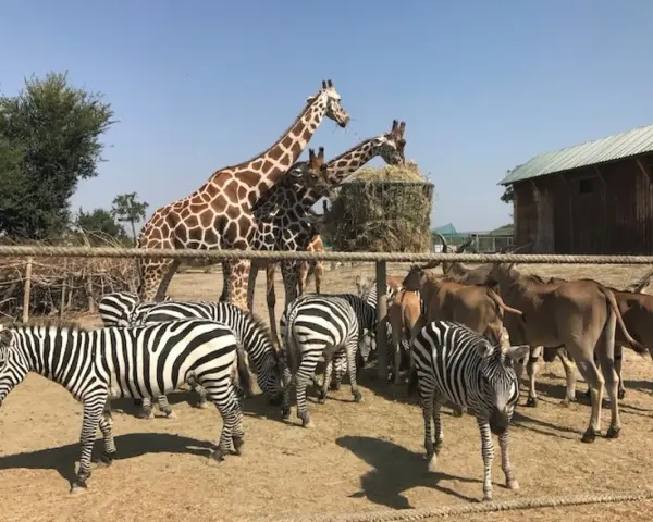 Zebre e giraffe mangiano insieme in un recinto del zoo in Emilia Romagna.