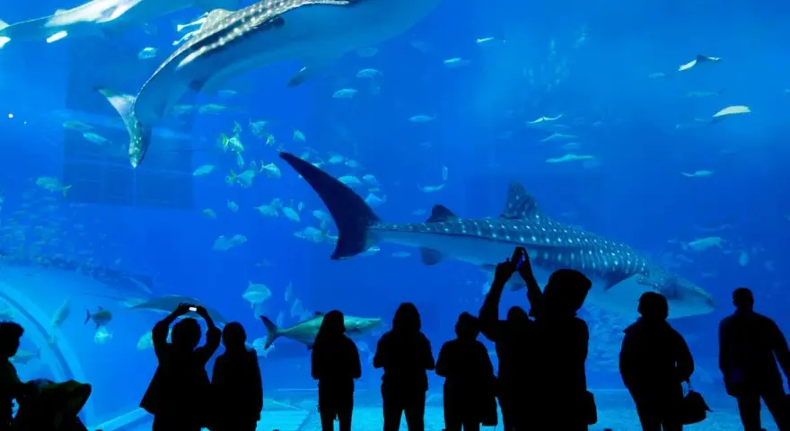 Persone ammirano squali balena e pesci in un acquario, un'esperienza tipica degli acquari in Italia.