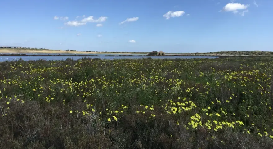 Un campo fiorito di giallo si estende verso un lago calmo, con un antico edificio in pietra sullo sfondo. Un invito a viaggiare in libertà.