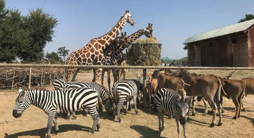 Zebre e giraffe mangiano insieme in un recinto del zoo in Emilia Romagna.