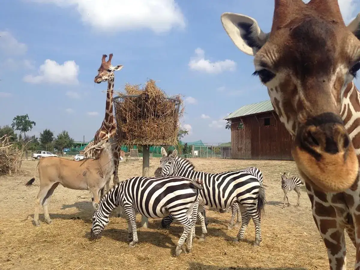 Giraffa curiosa e zebre in un recinto dello zoo in Emilia Romagna. Un antilope osserva il fieno.