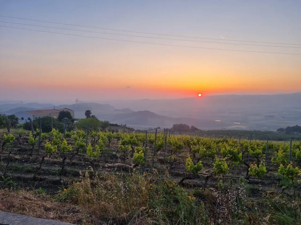 Tramonto mozzafiato su vigneti rigogliosi, perfetto per aperitivi in vigna. L'aria &egrave; tiepida, il sole arancione scende all'orizzonte.