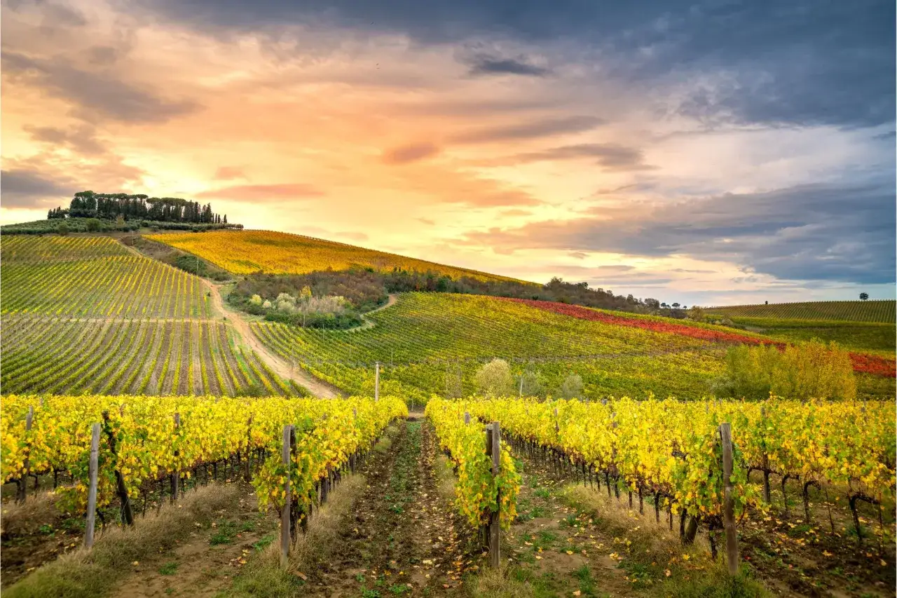 Vigneti dorati e colline ondulate in Toscana, perfetti per gite indimenticabili. Tramonto infuocato sul paesaggio.
