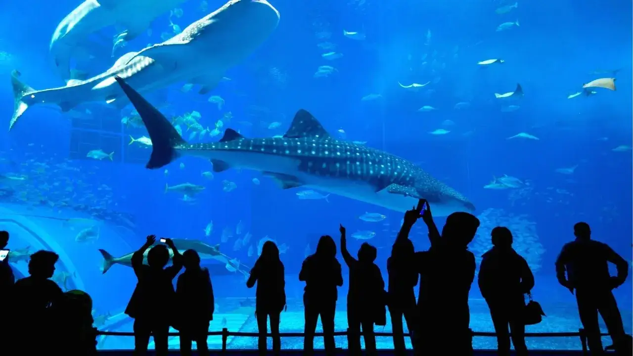 Persone ammirano squali balena e mante in un acquario, un'esperienza emozionante negli acquari in Italia.
