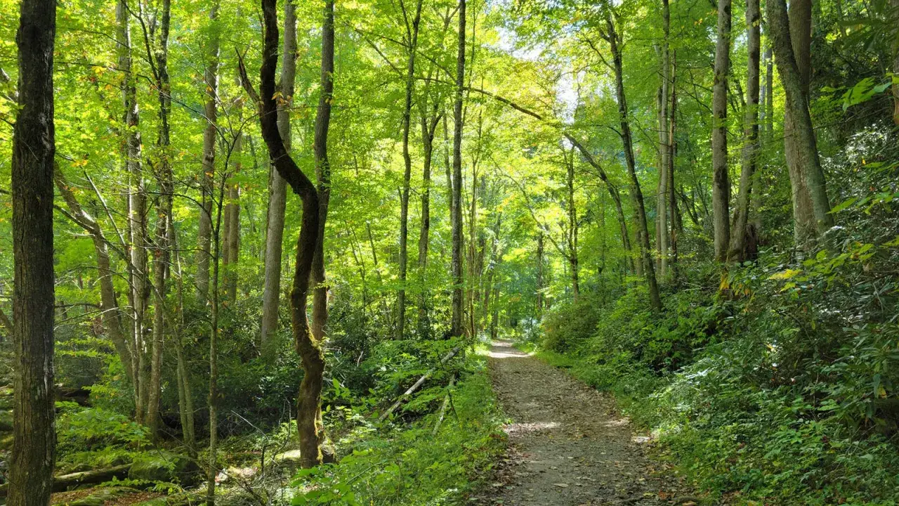 Sentiero nel bosco lussureggiante, dove l'aria di montagna fa bene al raffreddore. La luce filtra tra le foglie verdi, invitando a una passeggiata rigenerante.